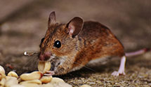 24 Hour & Emergency Exterminators in Classification & Rates Admin, PA